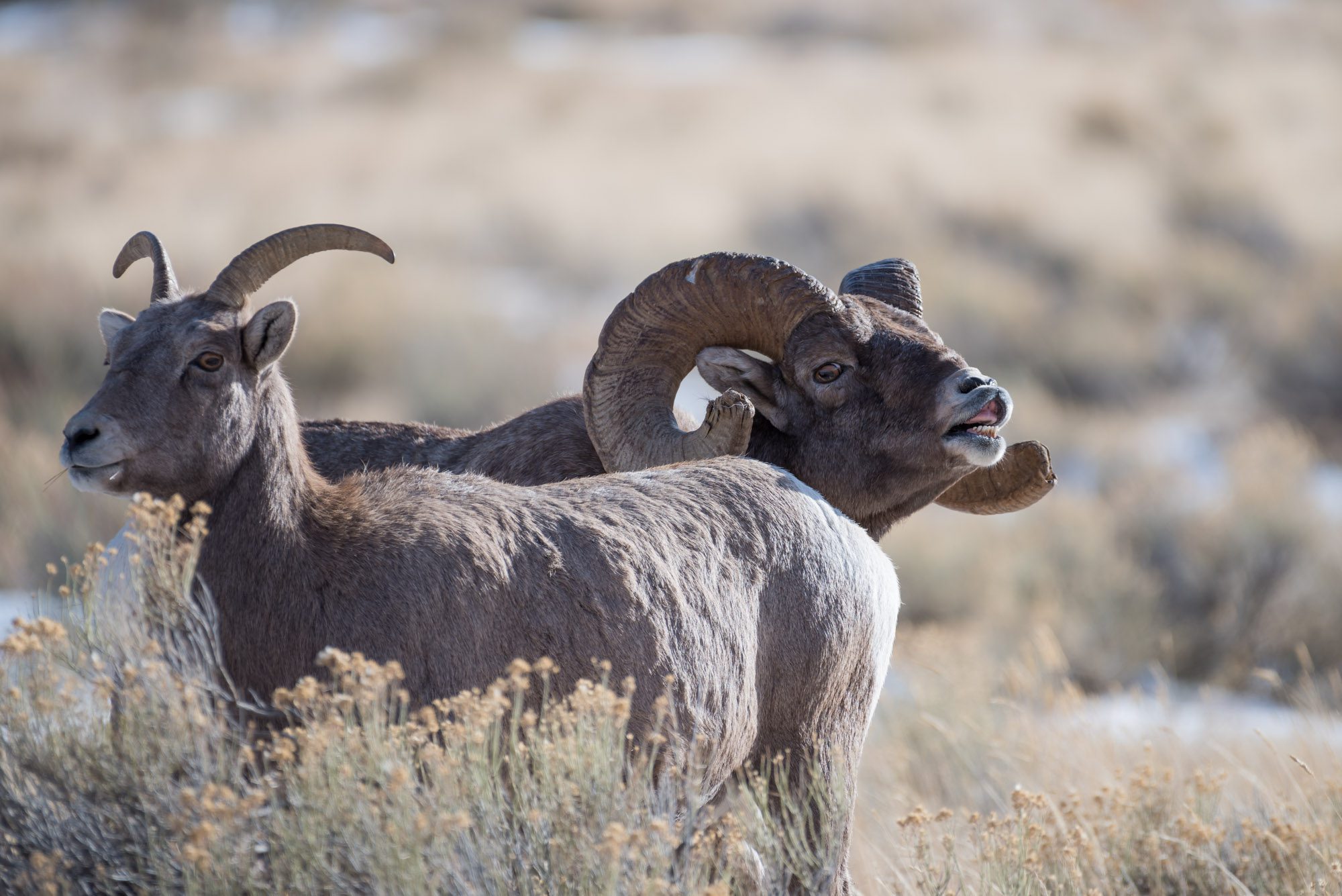 Big Horn Sheep in Jackson Hole