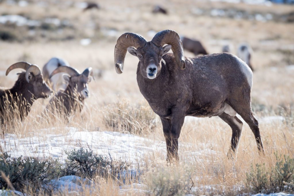 Big Horn Sheep in Jackson Hole