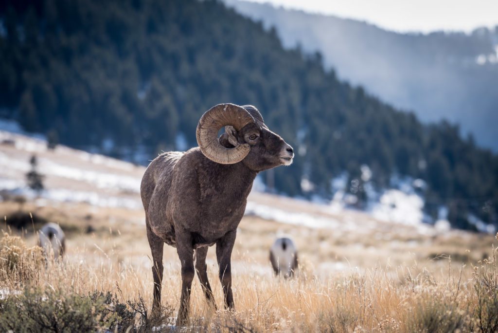 Big Horn Sheep in Jackson Hole