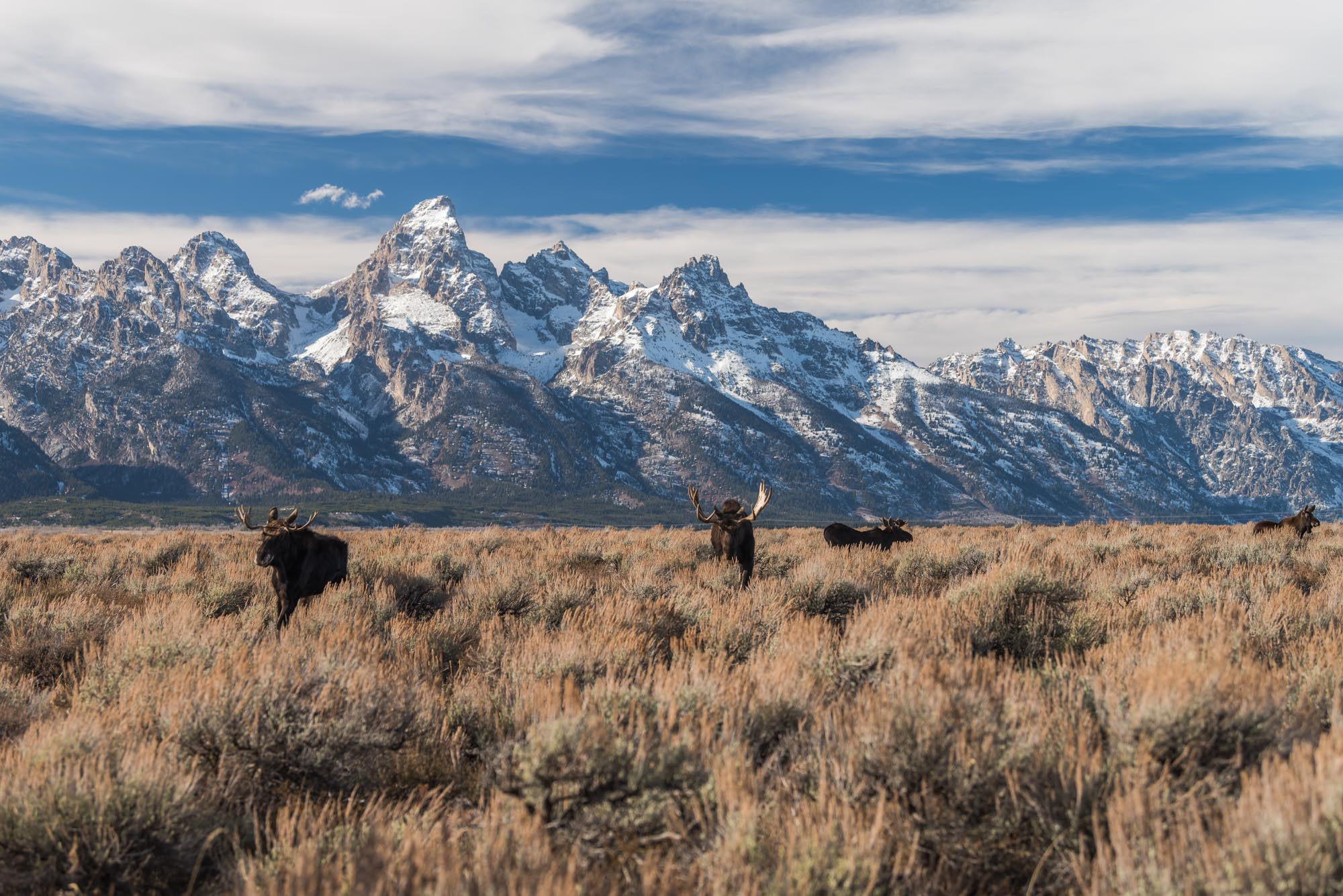 Jackson Hole Moose Herd