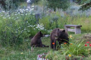 Bear with Cub at Dornan's Photograph