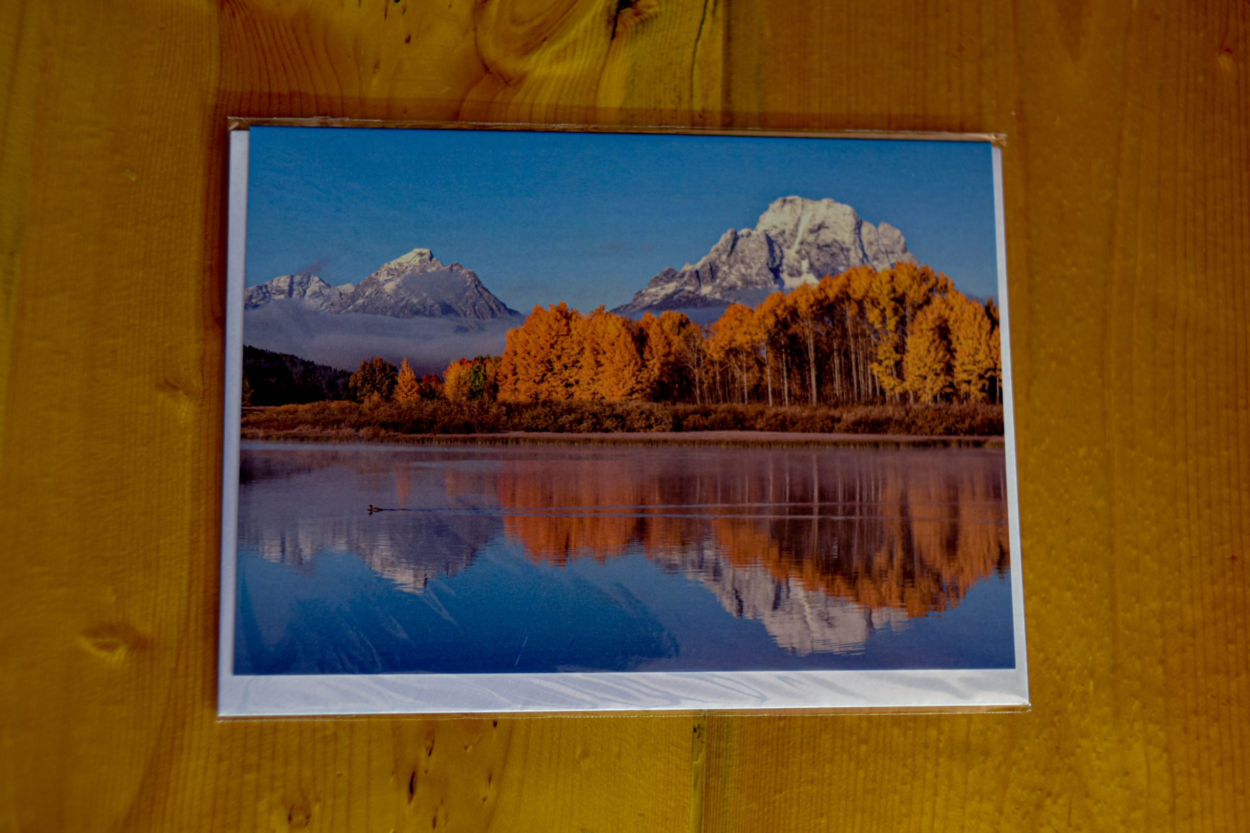 Duck in Oxbow Bend with Fall Colors Photograph - Image 7