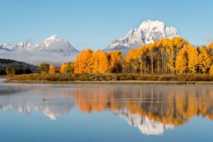 Duck in Oxbow Bend with Fall Colors Photograph