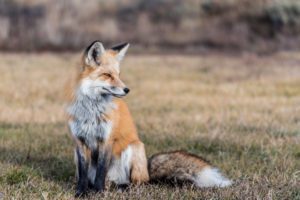 Red Fox in Summer Photograph