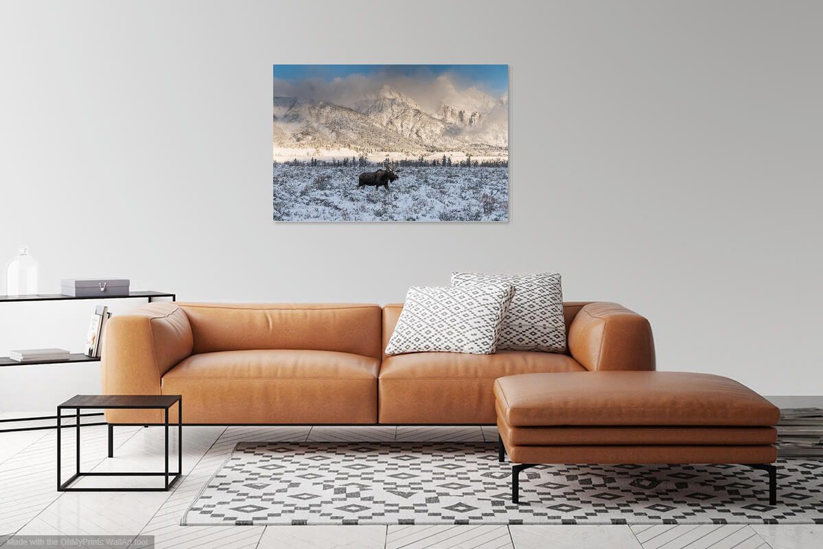 Bull Moose in Winter + Tetons Photograph - Image 2