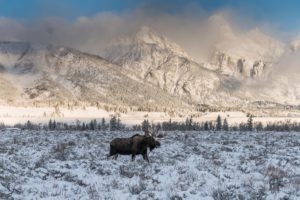 Bull Moose in Winter + Tetons Photograph