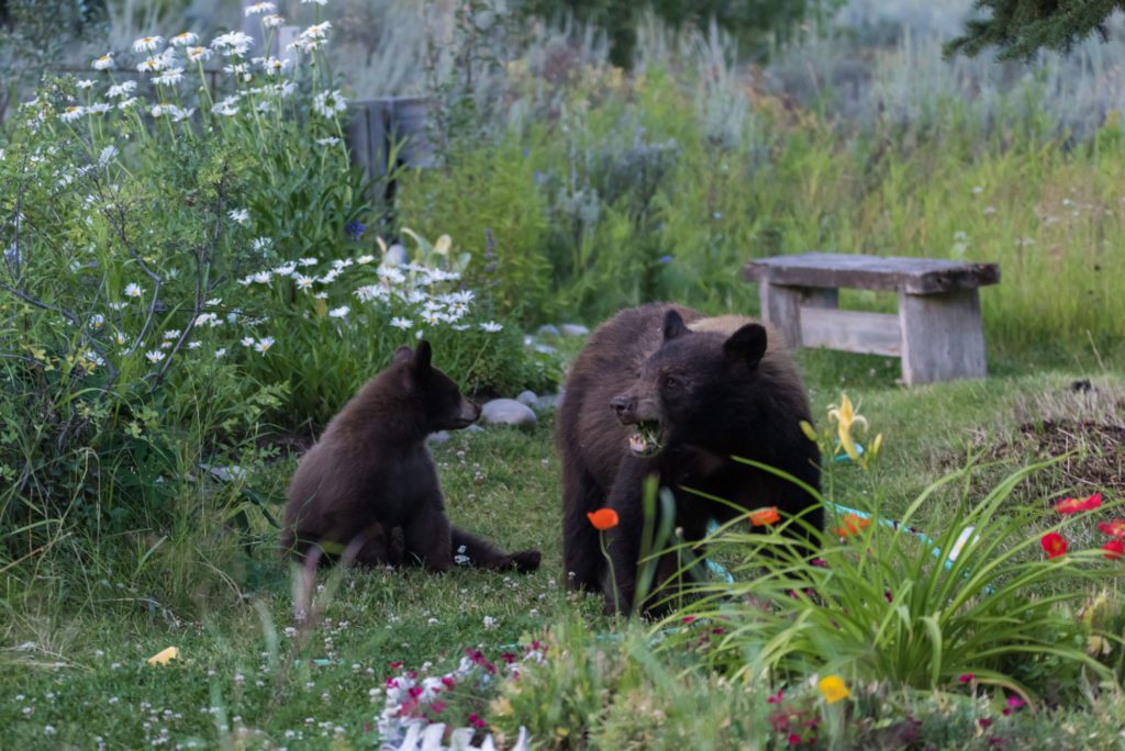 Bears at Dornan's