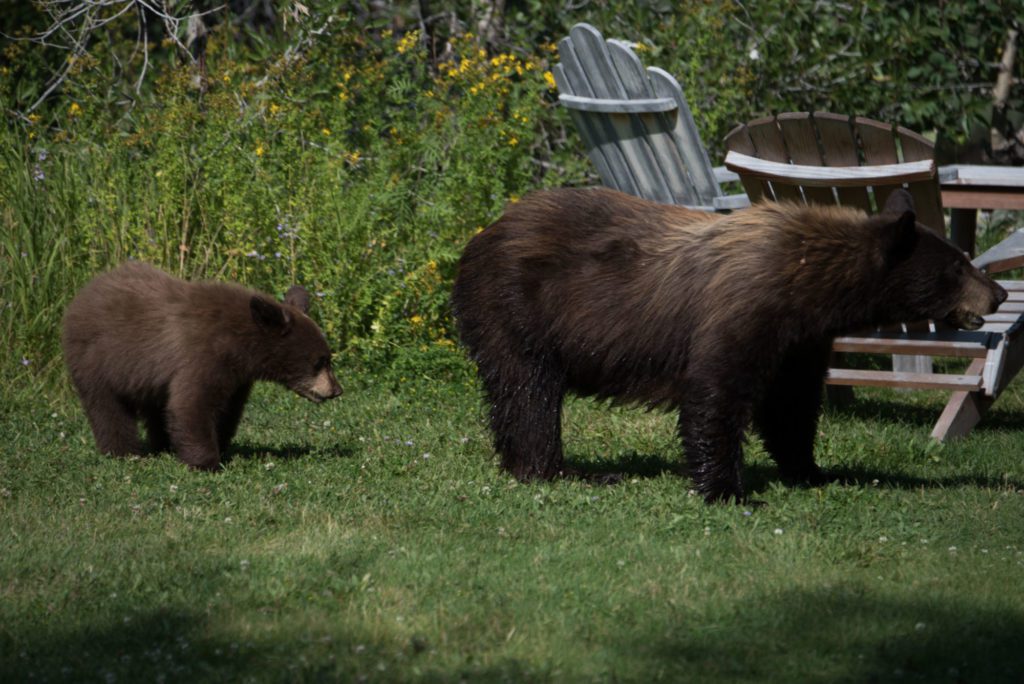 Bears at Dornan's