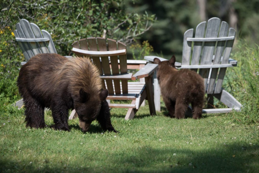 Bears at Dornan's