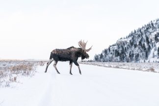 Winter Bull Moose
