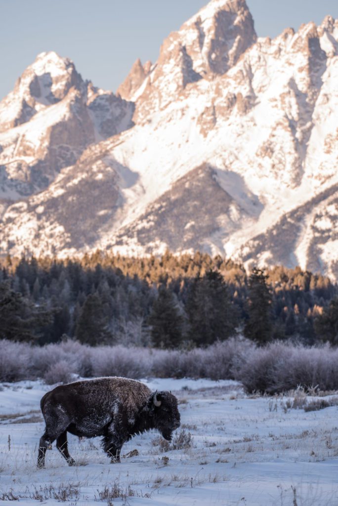 Bison in Grand Teton National Park