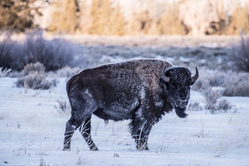 Bison in Grand Teton National Park