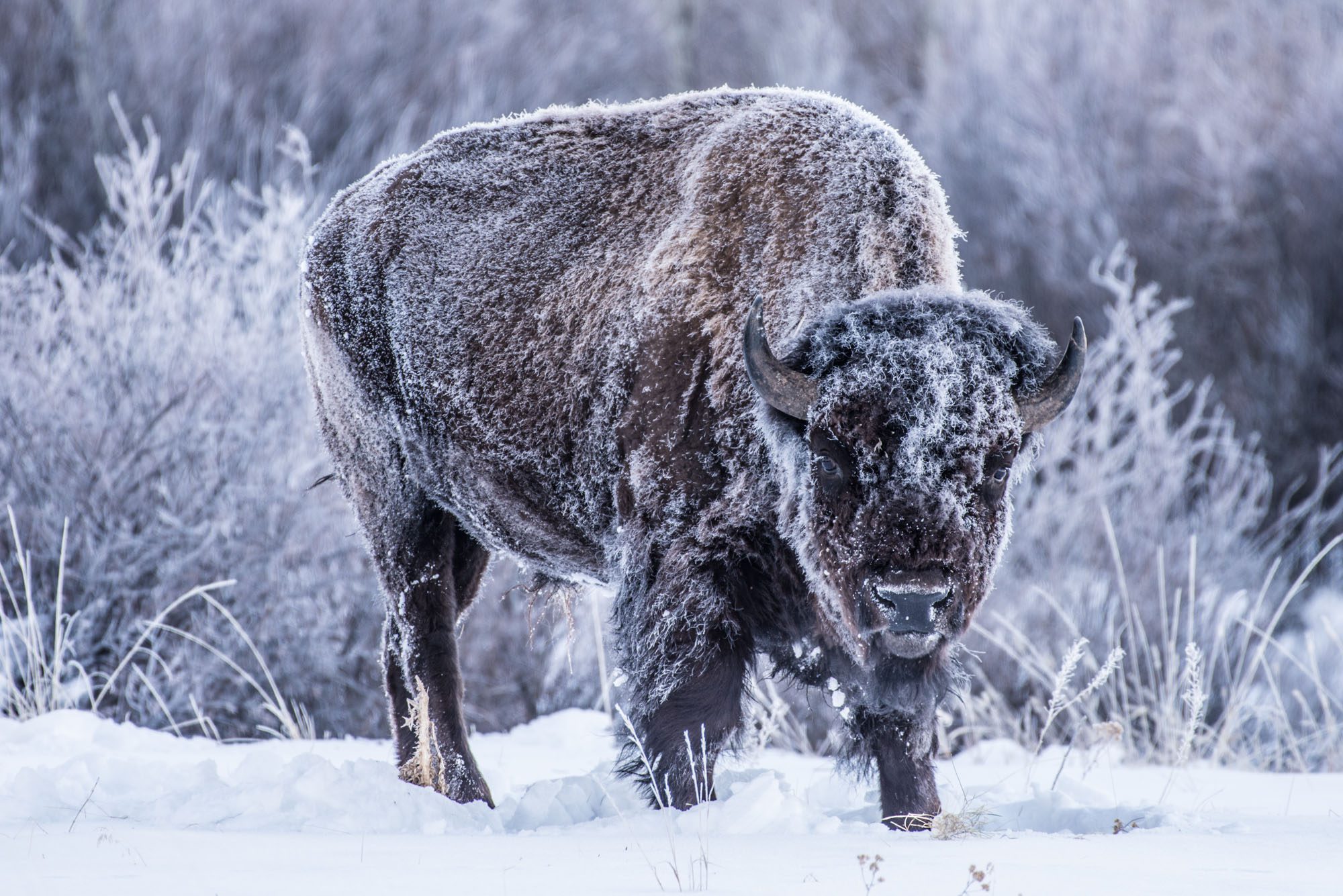 Bison in Grand Teton National Park