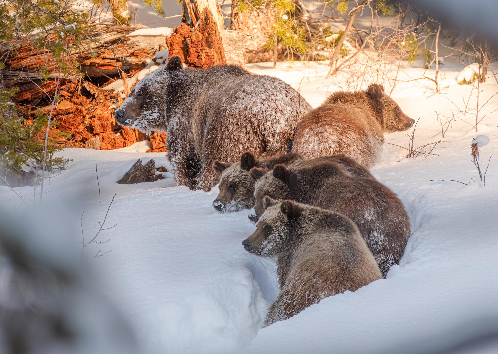 Shop Grizzly Bear 399 with four cubs Photograph, image size:2000x1423