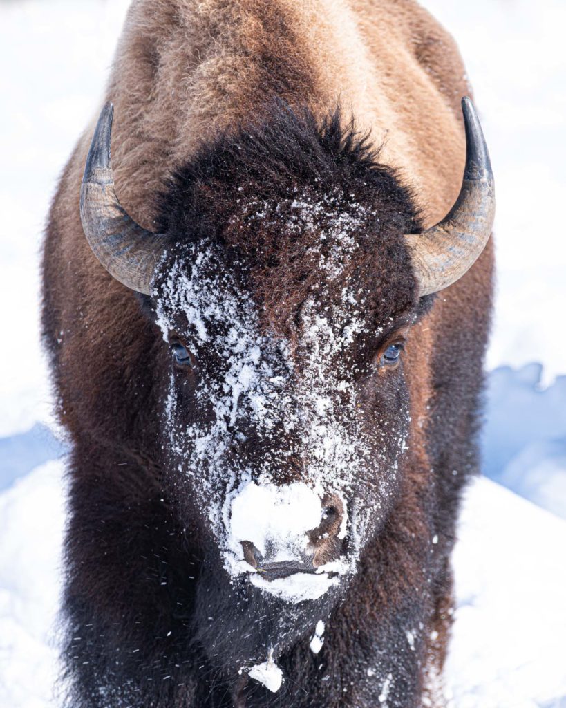 Lone Winter Bison
