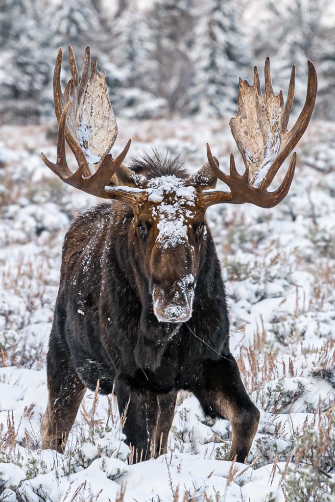 Winter Bull Moose