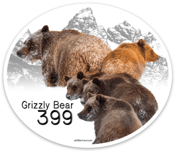 Grizzly Bear 399 Grand Teton National Park Sticker Magnet