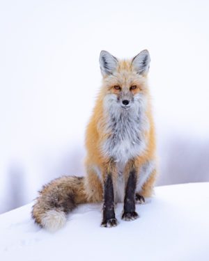 Winter Fox at Dornan's