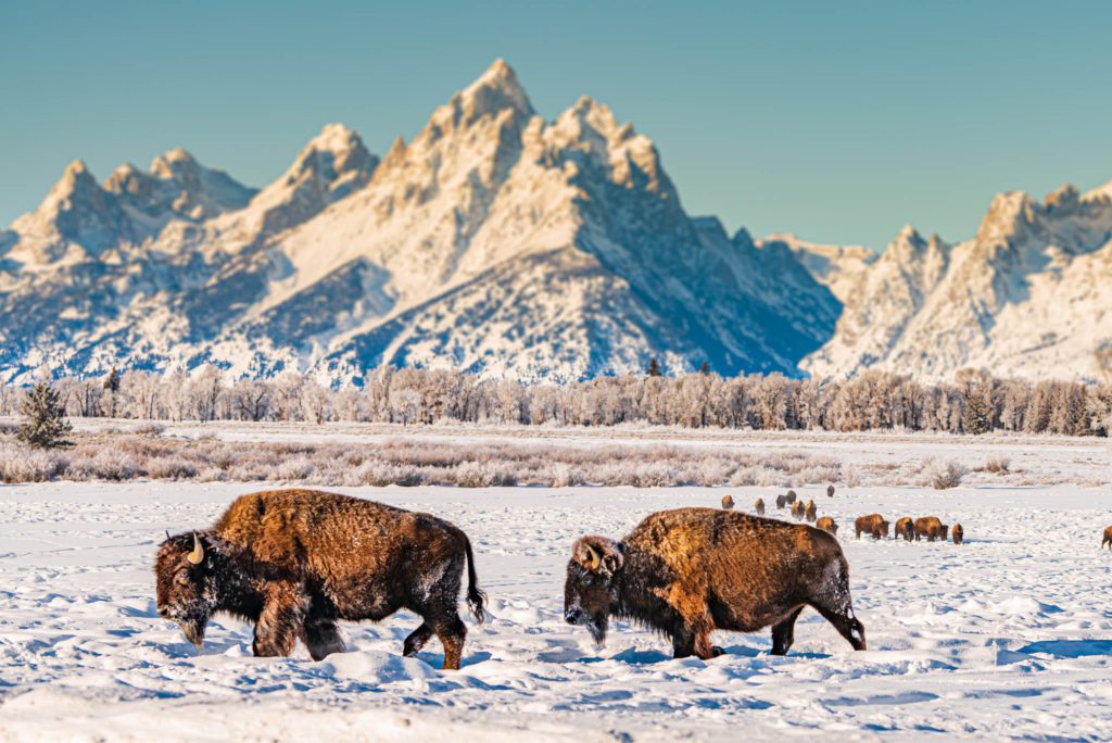 Pair of Bison in front of the Tetons
