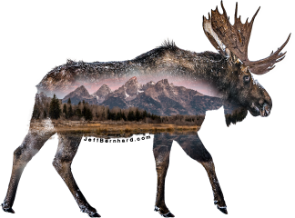 Moose in Grand Teton National Park Sticker