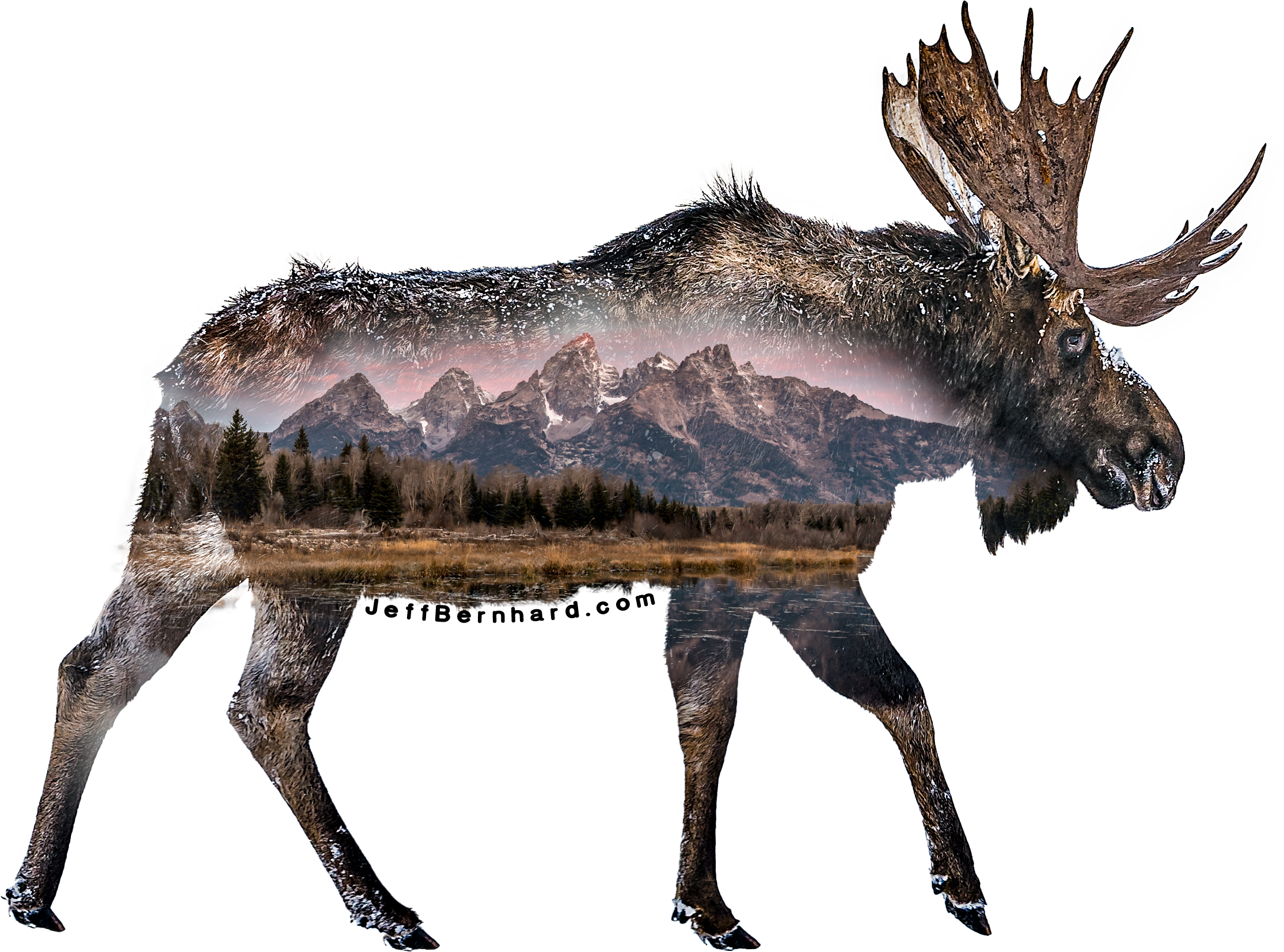 Moose in Grand Teton National Park Sticker