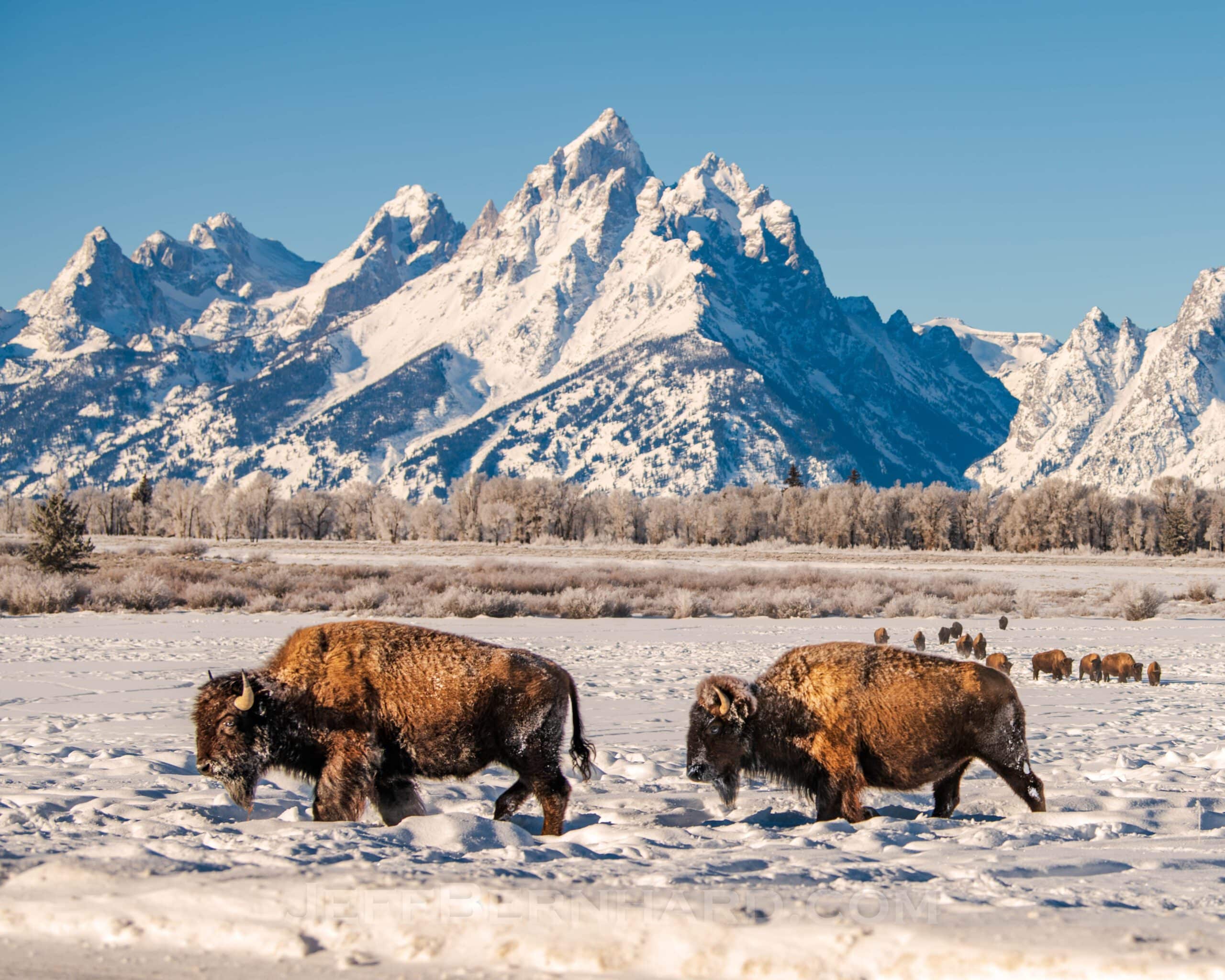 Pair of Winter Bison