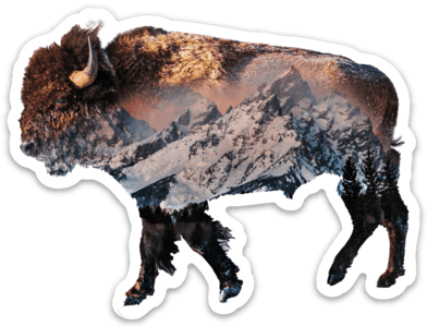Bison Grand Teton National Park Sticker Magnet