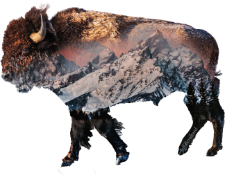 Bison in Grand Teton National Park Sticker