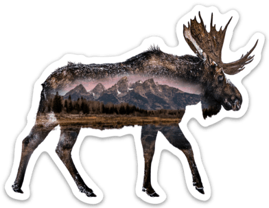 Moose Grand Teton National Park Sticker Magnet