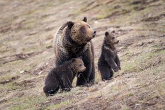 Grizzly Bear Felecia with Cubs Photograph