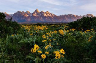 Teton Wildflowers from Mormon Row Photograph
