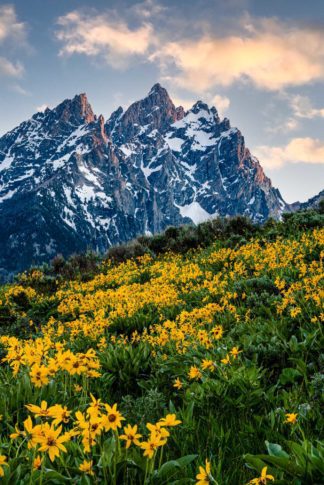 Cathedral Group Wildflowers Photograph