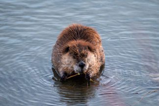 Beaver Chewing Twigs in Grand Teton National Park Photograph