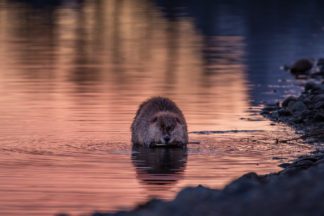 Beaver at Sunset in Grand Teton National Park Photograph