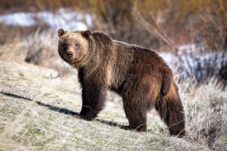 Grizzly Bear 610 Photograph – Grand Teton National Park