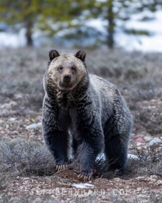 Grizzly Bear 1063 Photo