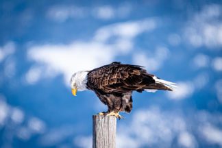 Bald Eagle on the Elk Refuge Photograph