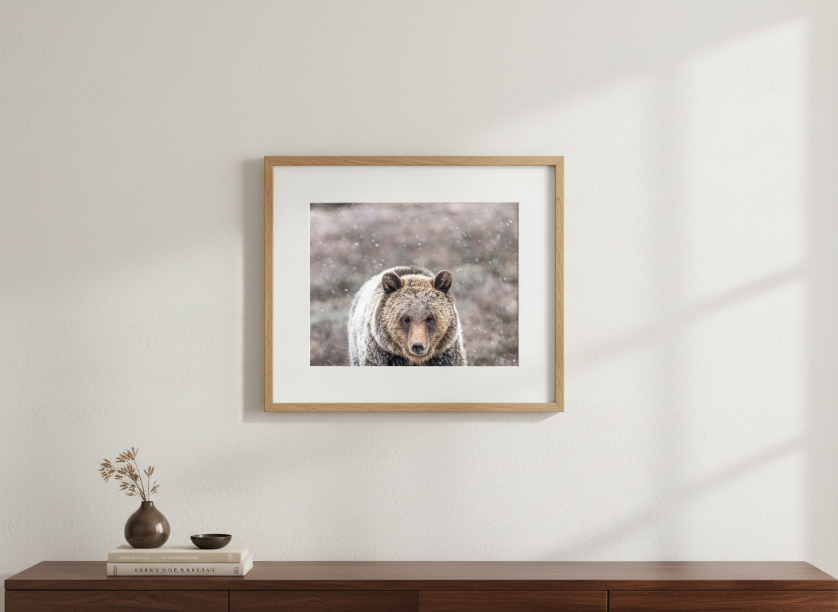 Grizzly Bear 1063 in Grand Teton National Park Photograph
