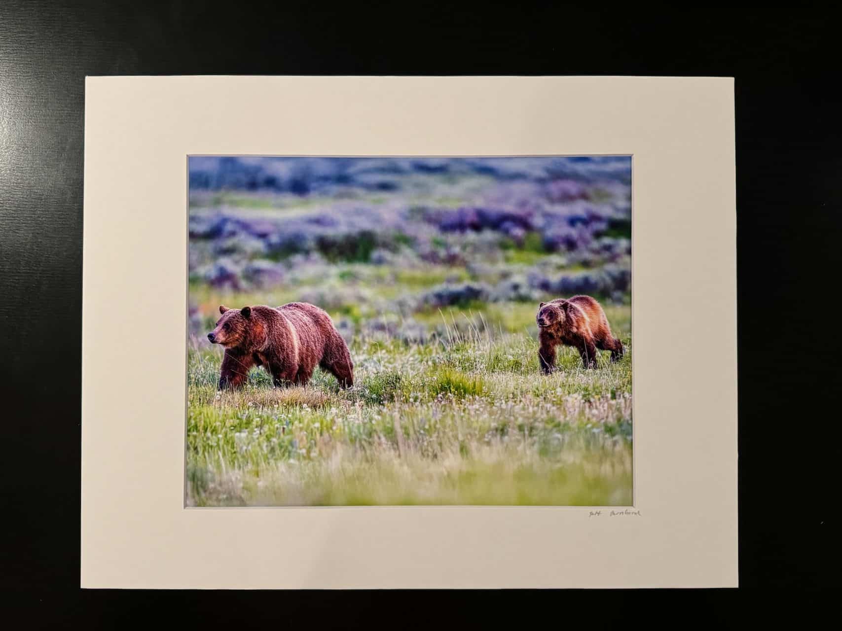 Grizzly Bear 399 with her yearling cub Spirit