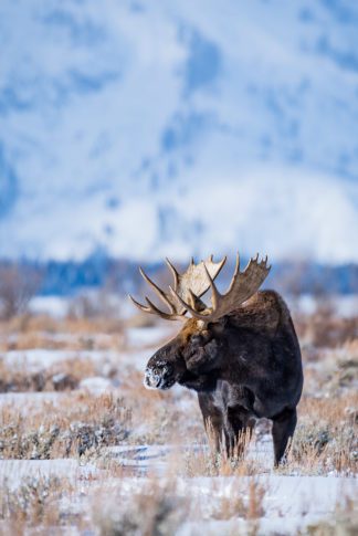 Bull Moose with Large Antlers Photograph