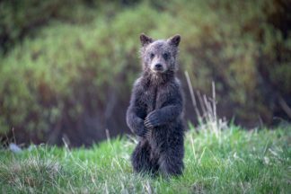 Grizzly Bear Cub Standing Tall Photograph