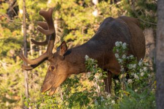 Bull Elk in Velvet Photograph – Grand Teton National Park Photograph