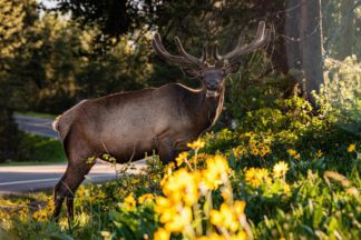 Bull Elk in Velvet with Wildflowers Grand Teton National Park