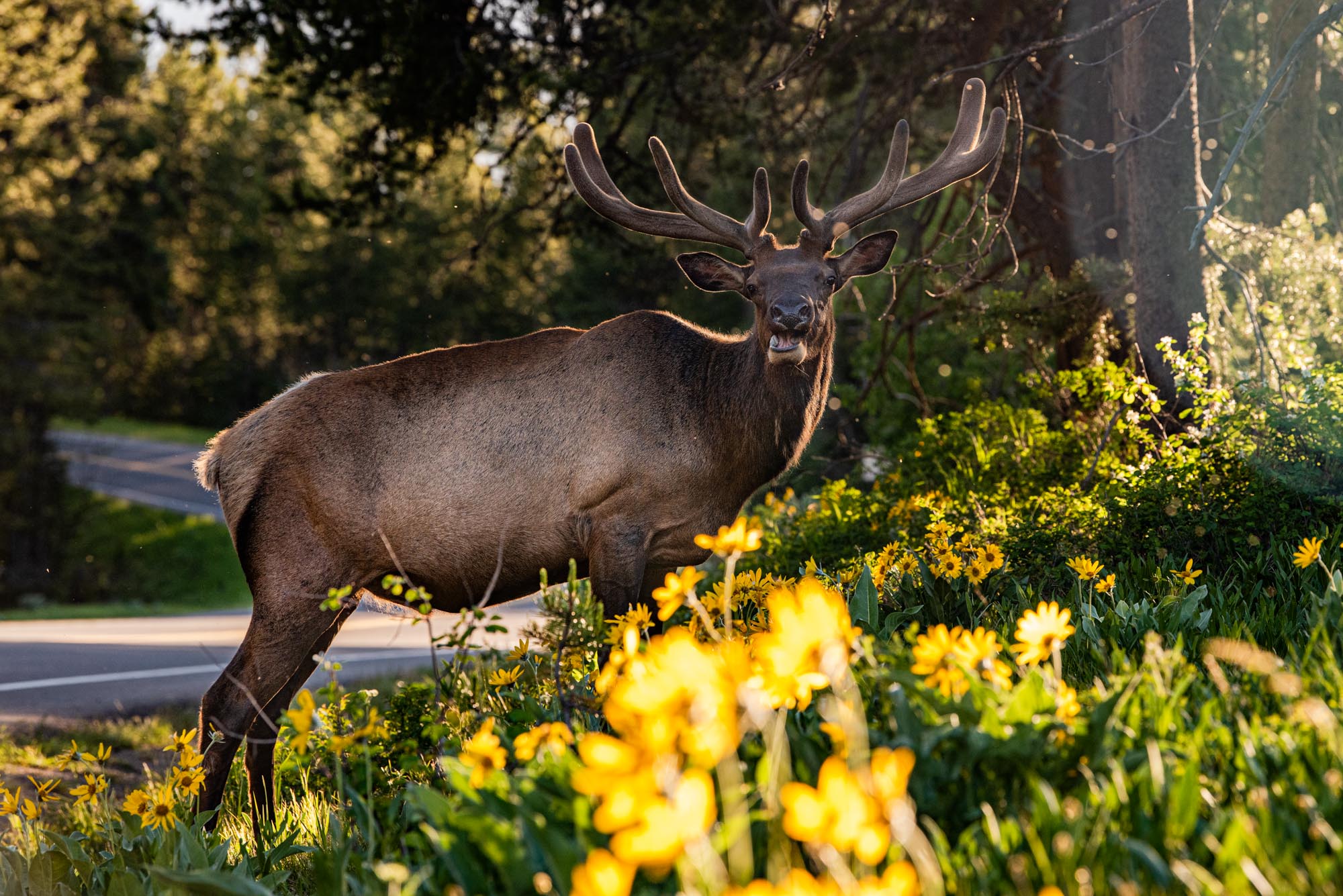 Bull Elk in Velvet with Wildflowers Grand Teton National Park