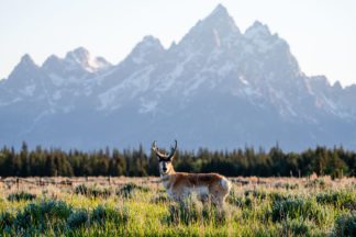 Pronghorn in Grand Teton National Park Photograph