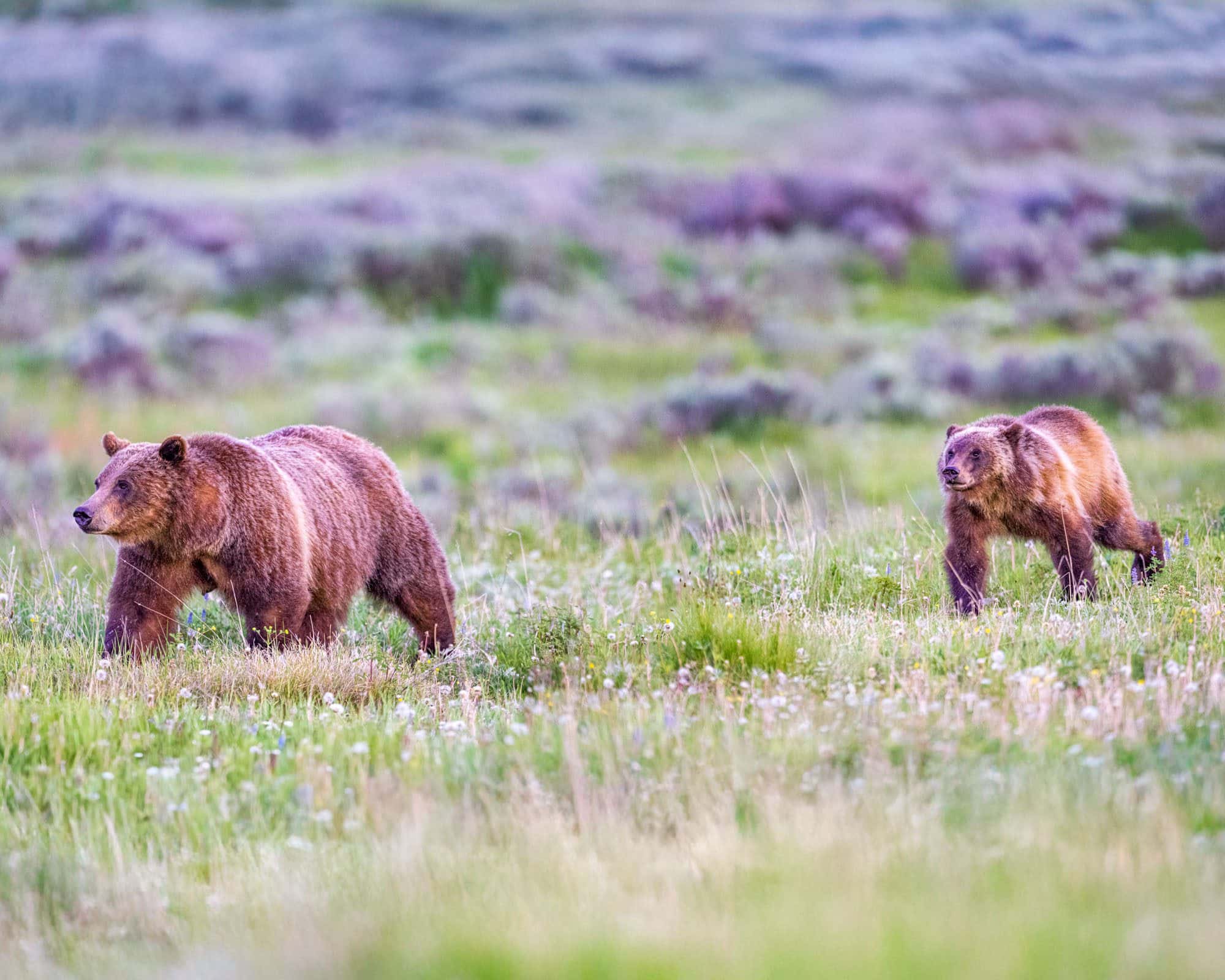 Grizzly Bear 399 with her yearling cub Spirit