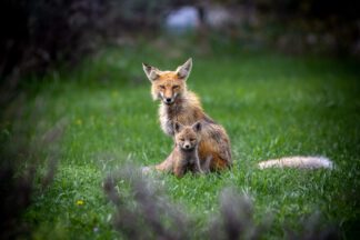 fox with kit in grand teton photo