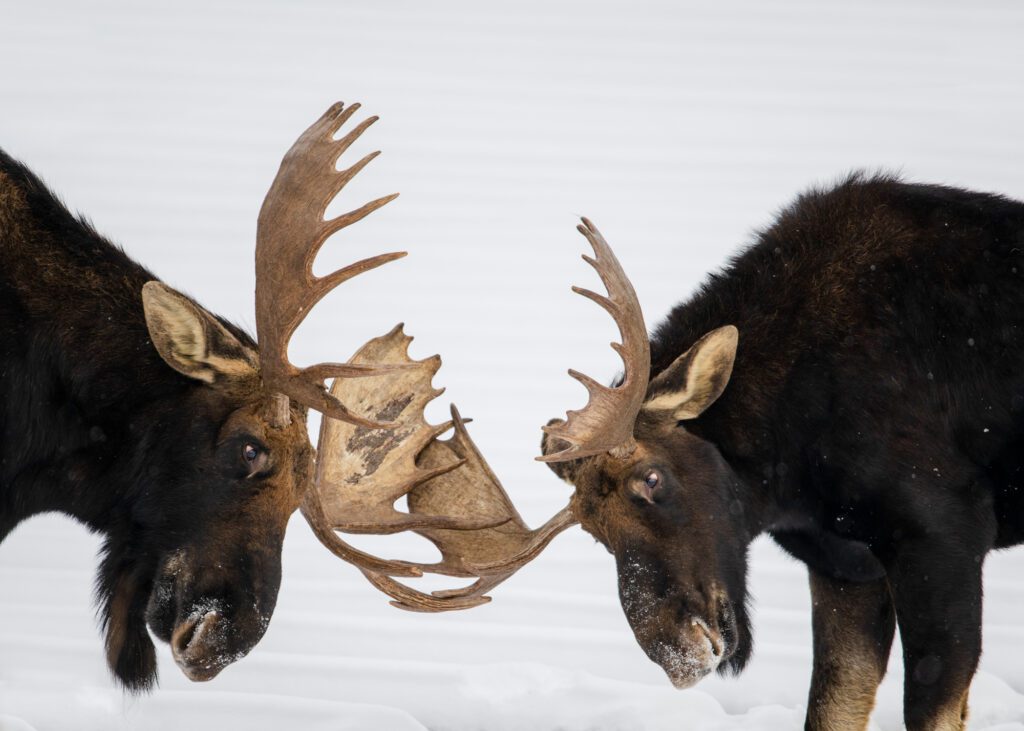 bull moose locking antlers
