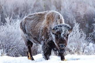 Snowy Winter Bison Photograph
