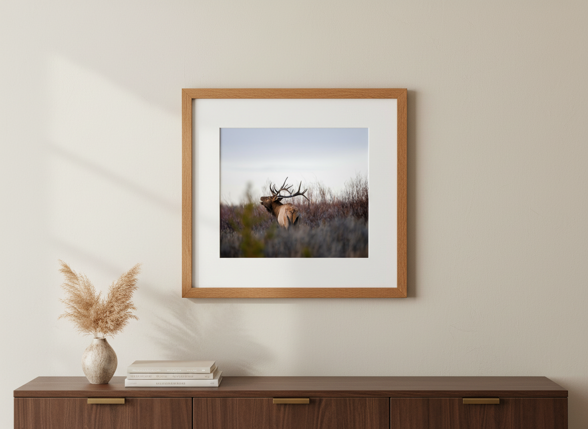 Bull Elk in Grand Teton National Park Photograph